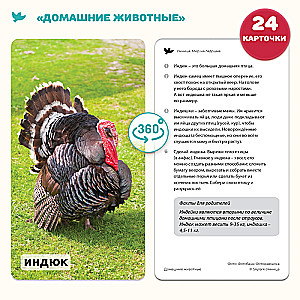 The World in the Palm of Your Hand. Educational Cards. Domestic Animals and Musical Instruments