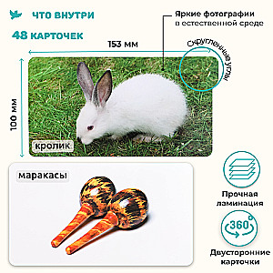 The World in the Palm of Your Hand. Educational Cards. Domestic Animals and Musical Instruments