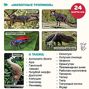 Children's Encyclopedia in Photographs. Tropical Animals and Nature Records