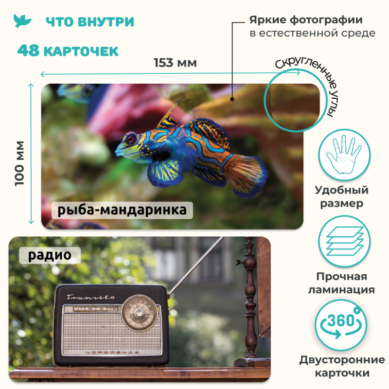 World in the Palm of Your Hand. Encyclopedia for Children in Photographs. Inventions and Fish and More