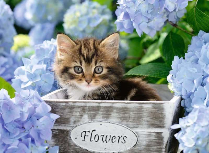 Puzzle 300 Kitten
