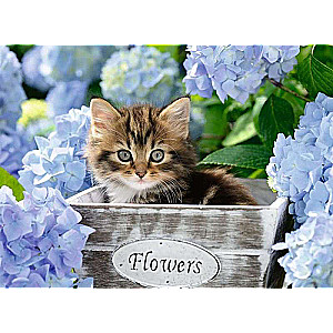 Puzzle 300 Kitten
