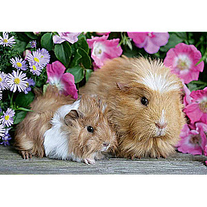 Puzzle 2x12 Little Cuddle