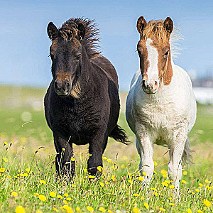 Puzzle 3x49 Horses