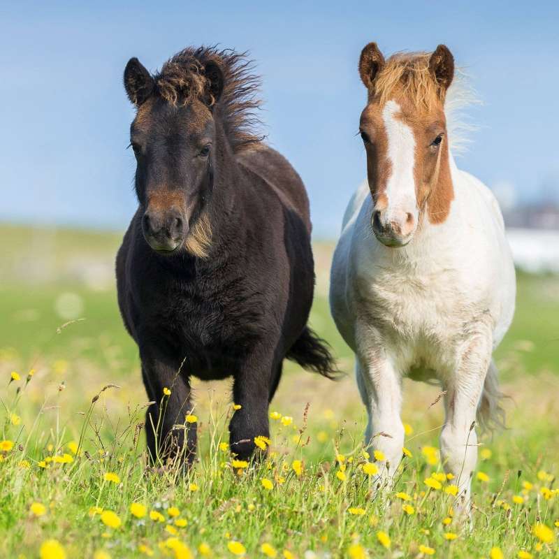 Puzzle 3x49 Horses