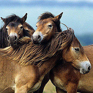 Puzzle 3x49 Horses