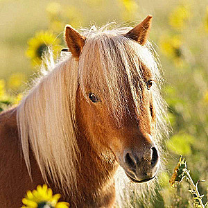 Puzzle 3x49 Horses