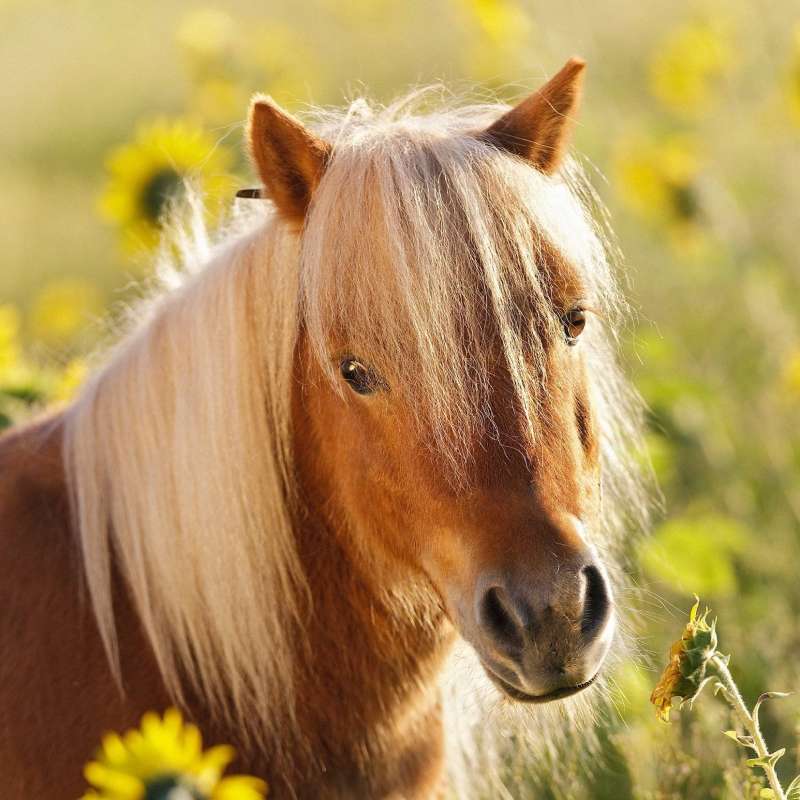 Puzzle 3x49 Horses
