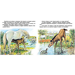 The Adventures of the Foal
