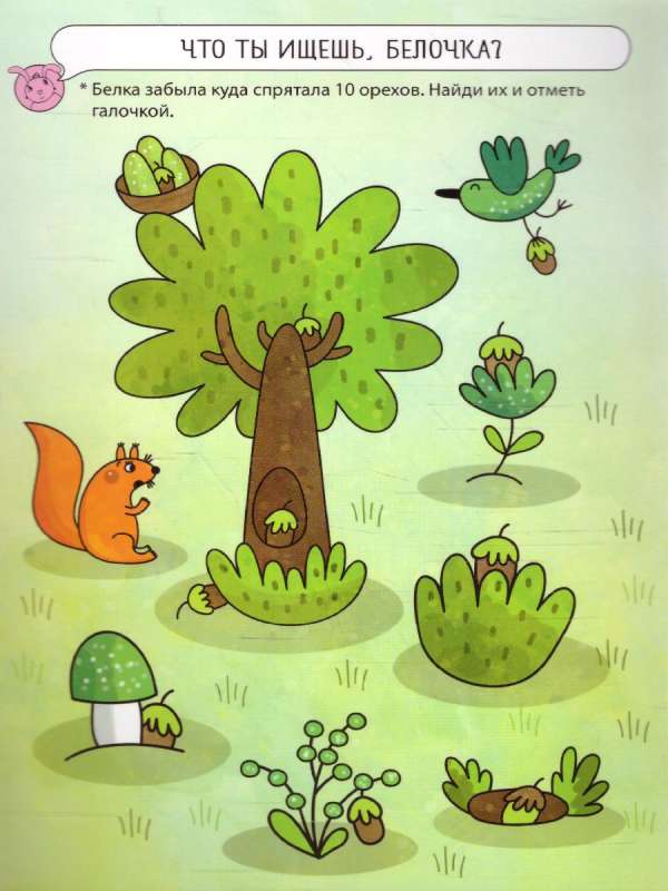 Amazing Adventures in the Forest