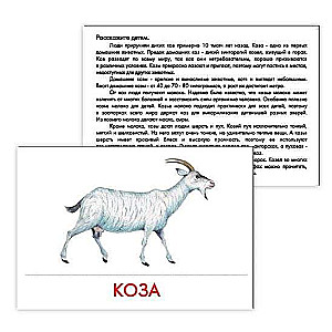 Didactic Cards - Pets