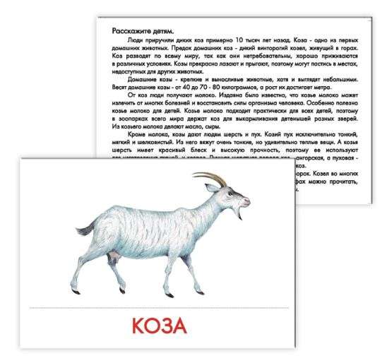 Didactic Cards - Pets