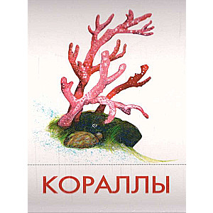 Didactic Cards - Marine Inhabitants