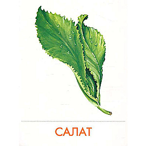 Didactic cards - Vegetables