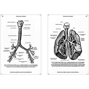 Anatomical Atlas