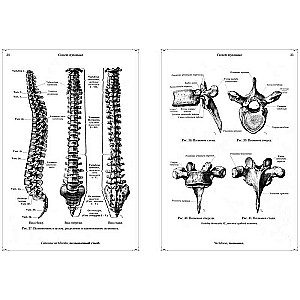 Anatomical Atlas