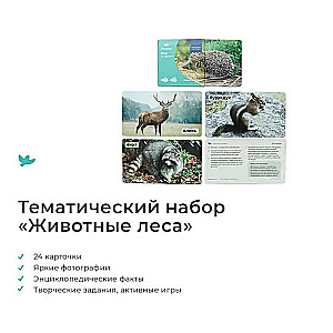 Developing Game - World on Palm Raccoon. Encyclopedia for Children