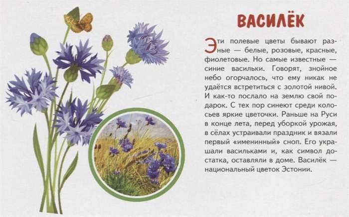 Field Flowers