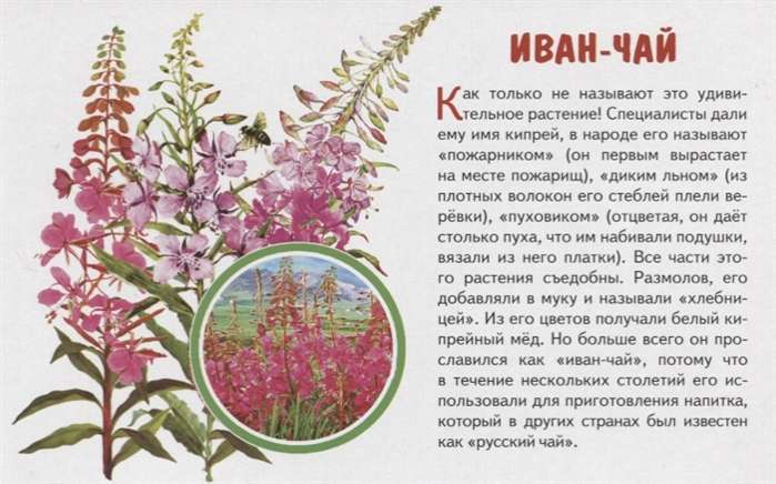 Field Flowers