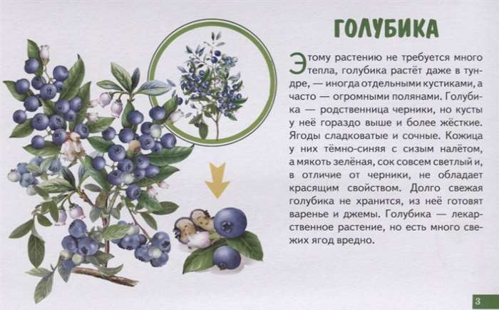 Forest Berries