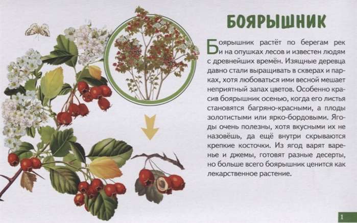 Forest Berries