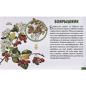Forest Berries