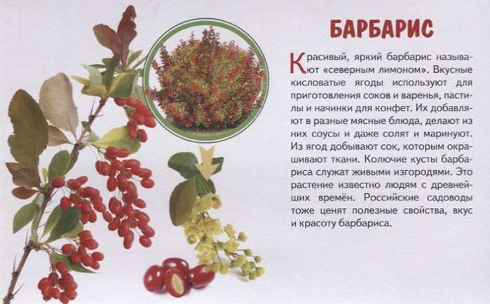 Garden Berries