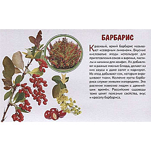 Garden Berries