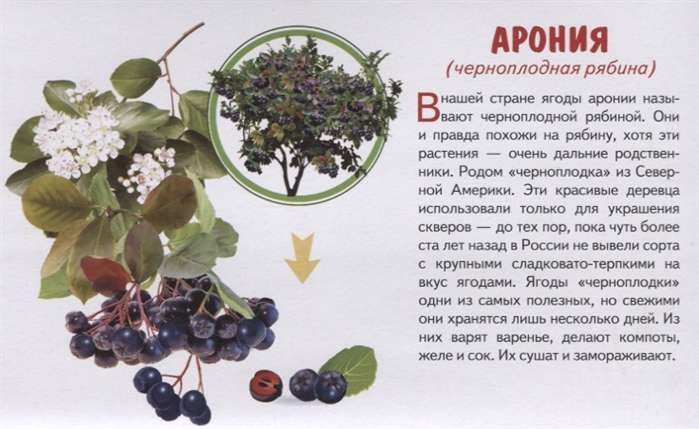 Garden Berries