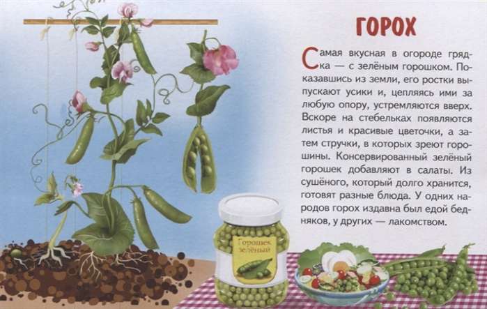 Vegetables