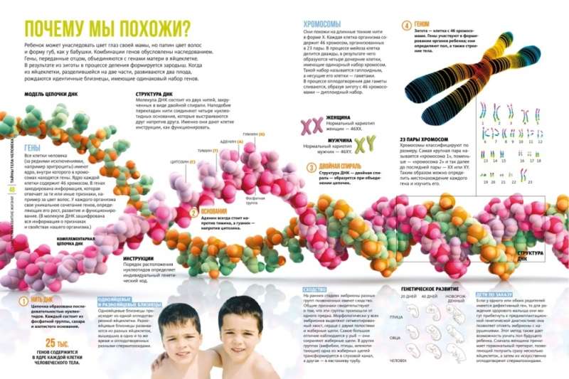 The Secrets of the Human Body. Large Illustrated Encyclopedia