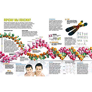 The Secrets of the Human Body. Large Illustrated Encyclopedia