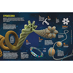 The Secrets of the Human Body. Large Illustrated Encyclopedia