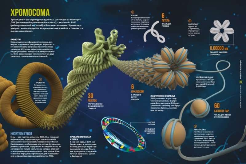 The Secrets of the Human Body. Large Illustrated Encyclopedia