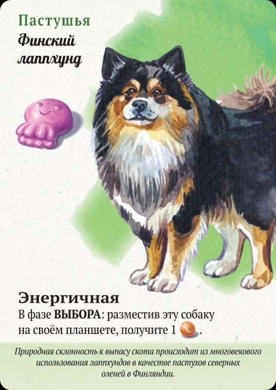 Board Game - Walks with Dogs