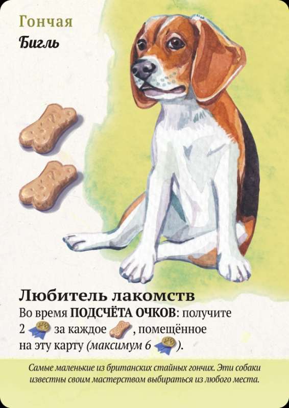 Board Game - Walks with Dogs