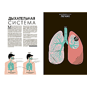 Anatomy