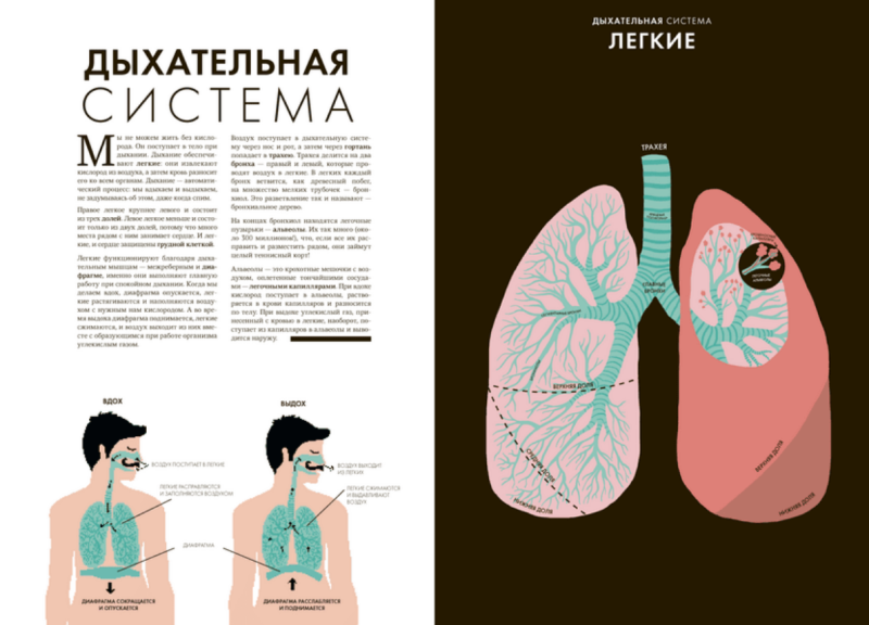 Anatomy