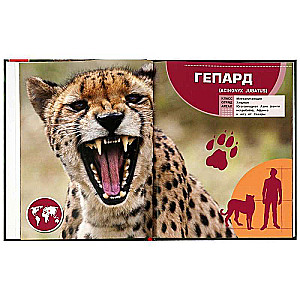 Animals in Real Size. Encyclopedia with Developmental Tasks