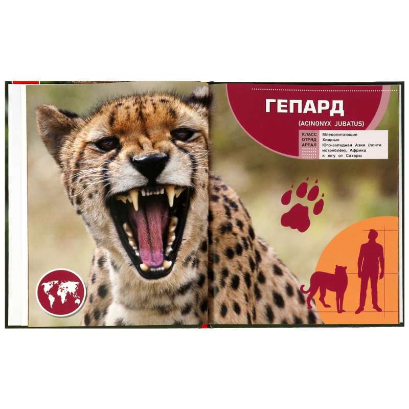 Animals in Real Size. Encyclopedia with Developmental Tasks