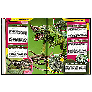 Animals in Real Size. Encyclopedia with Developmental Tasks