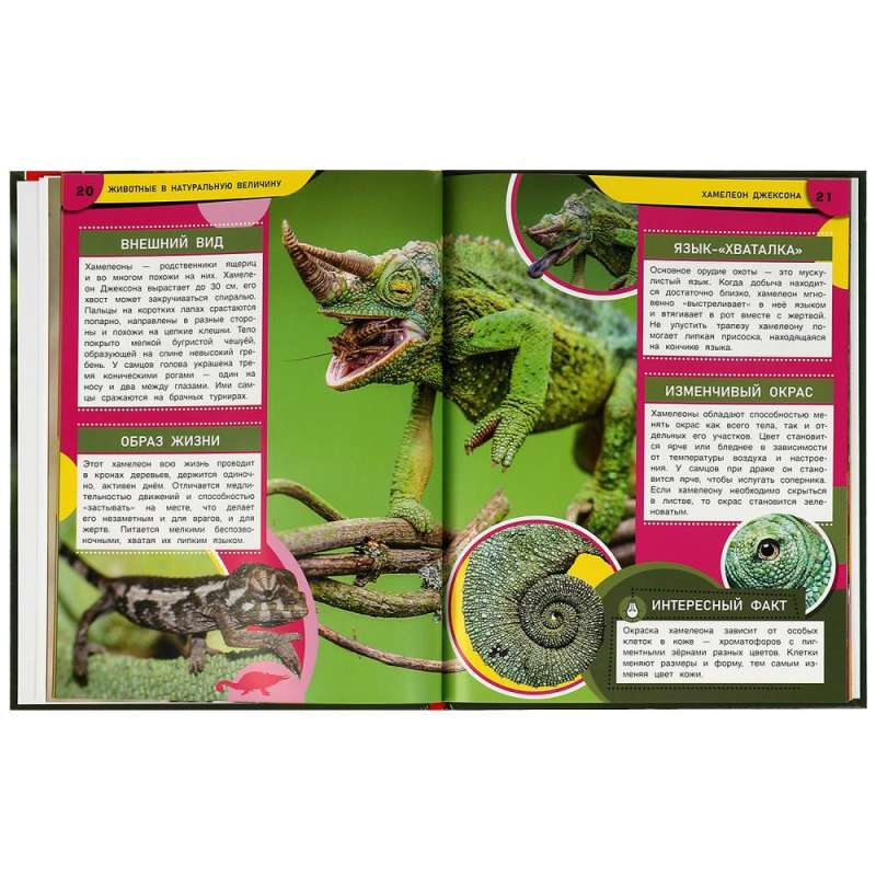 Animals in Real Size. Encyclopedia with Developmental Tasks