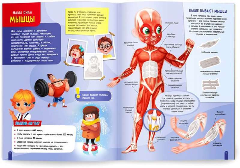 The Human Body. My First Sticker Atlas
