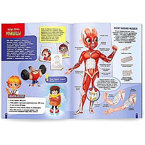 The Human Body. My First Sticker Atlas
