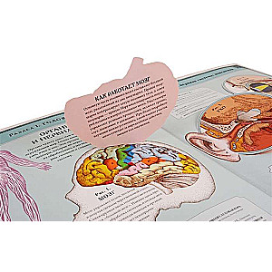 The Human Body. An Interactive Panorama Book