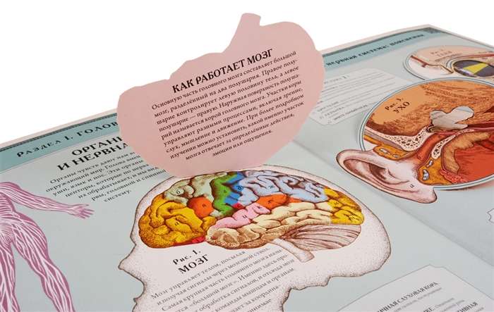 The Human Body. An Interactive Panorama Book