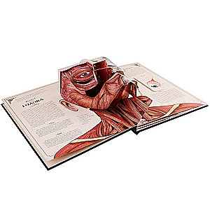 The Human Body. An Interactive Panorama Book