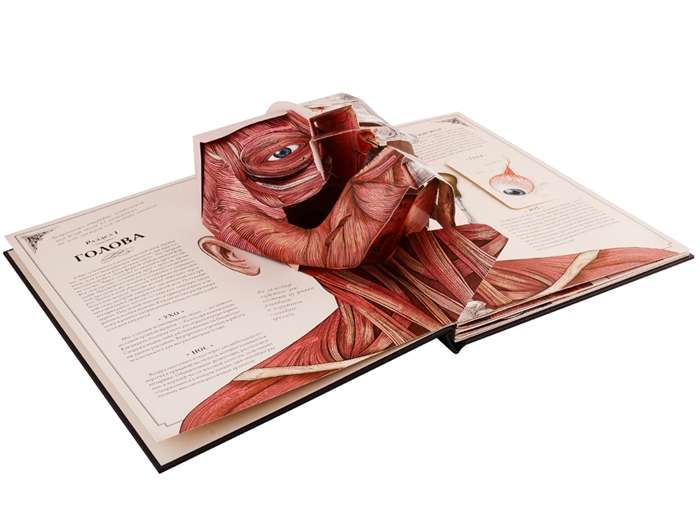 The Human Body. An Interactive Panorama Book