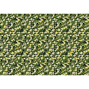 Asborn cards. Stereograms for the whole family. 80 images for vision training