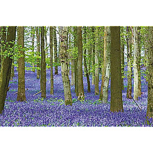 Outstanding Trees That Changed Our Lives
